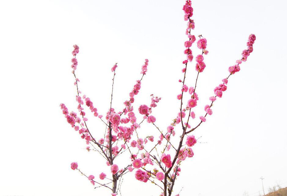 数々の梅花談えて日暮れかな 数々の梅花談えて日暮れかな