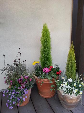 お花のお歳暮。