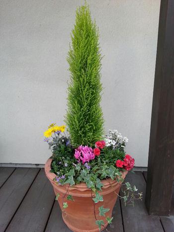 お花のお歳暮。