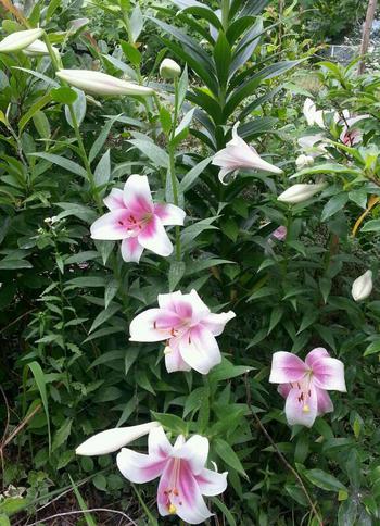 Lily。