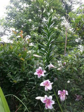 Lily。