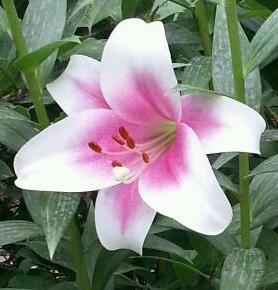 Lily。