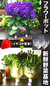 イチゴ、１エンキ! 2020/06/12 14:37:01
