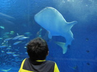 青の世界／かごしま水族館