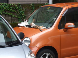 うらやましい!(^^)!