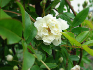 昨日は入学式でした~(*⌒∇⌒*)♪