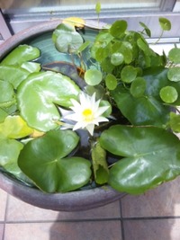 スイレンの花