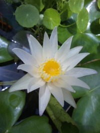スイレンの花