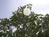心の贅沢してみませんか？