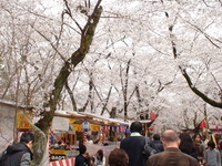 桜前線を追いかけて 2