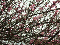 梅の花