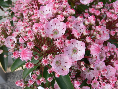 可憐なお花