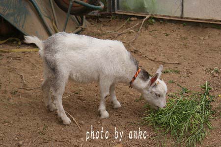 ふきのとうのヤギ！