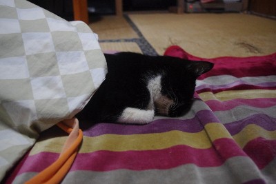 寝ています。。。
