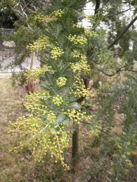 植え替え。