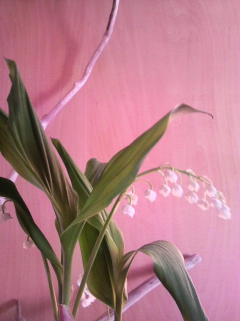 寄せ植えしました。