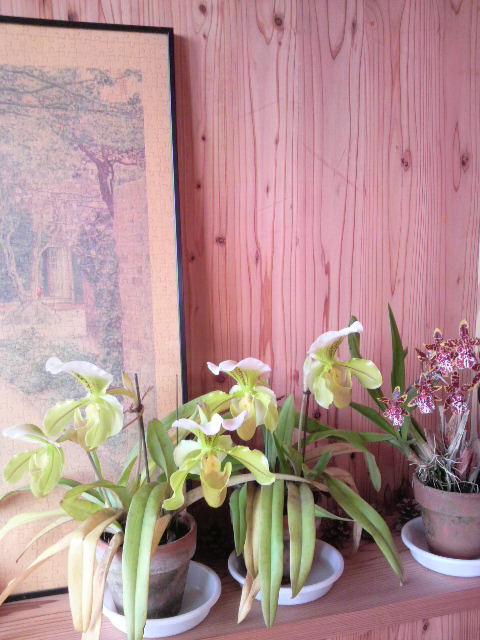寄せ植えしました。