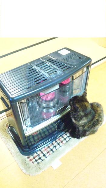 そこまで近づかなくても・・・