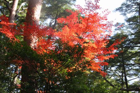 紅葉