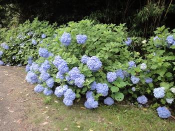 アジサイの花満開