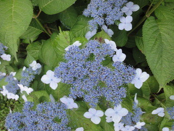 アジサイの花満開