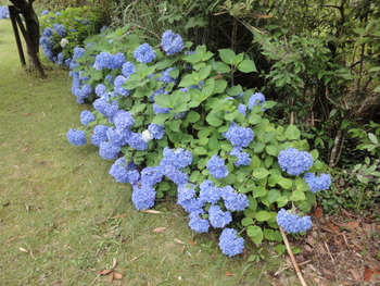 アジサイの花満開