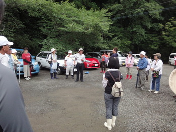 ハンゲショウの鑑賞会