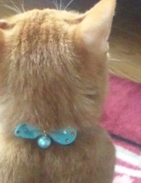 猫ちゃんの首輪の色も楽しく選ぼう♪