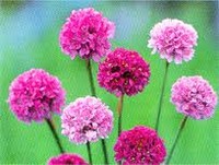 花言葉