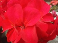 自宅ミニ花園は満開です