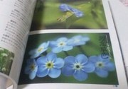 『お母さんを花で表わすと・・』