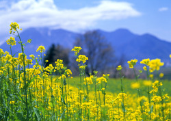 3月11日