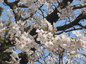 鹿児島市甲突川の桜