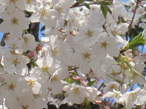 鹿児島市甲突川の桜