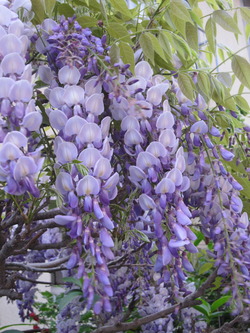 藤の花/カラー鹿児島