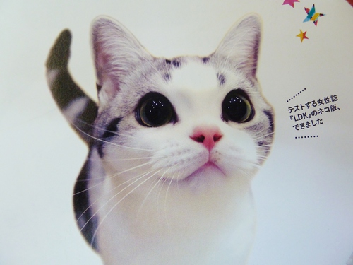 ねこ　グッズ採点