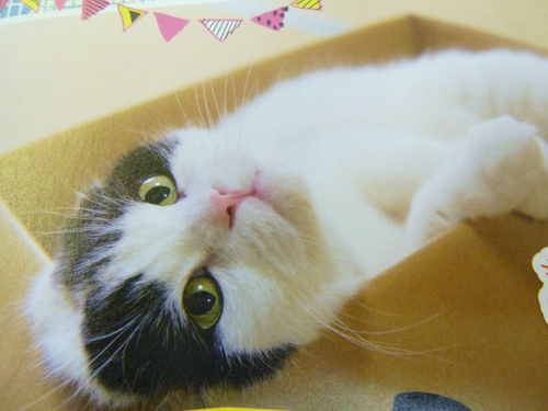 ねこ　グッズ採点
