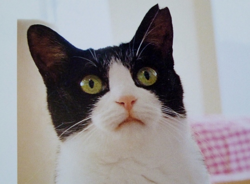 猫 から 愛される 本