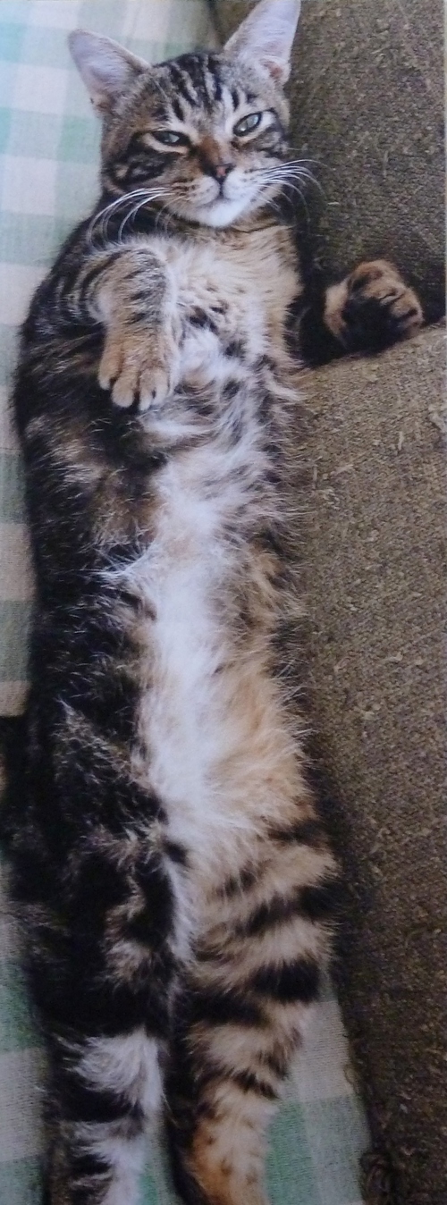 猫 から 愛される 本