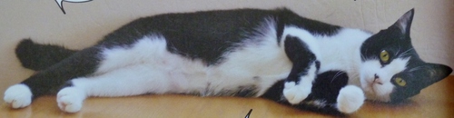 猫 から 愛される 本