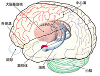 偏桃体に訴る