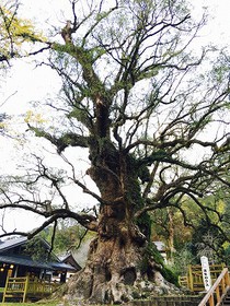 日本で一番大きな樹木
