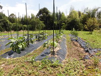 田舎で遊ぼう　畑と果樹園