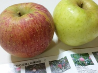 りんご。 2015/11/01 20:52:38