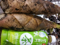 筍掘りに。 2016/04/10 07:11:04