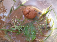 ラーメンの季節。 2015/11/19 23:06:00