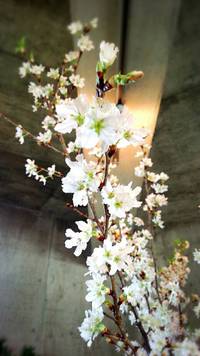 春分の日。 2016/03/20 19:14:44