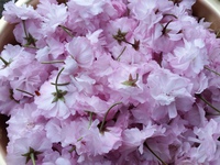 八重桜の塩漬け。 2016/04/11 00:38:00