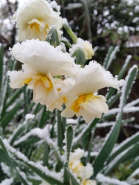 雪の日。 2016/01/24 09:29:17