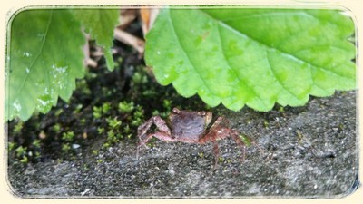 田舎にかえる。